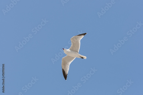 Audouin’s Gull in flight. It is an endangered gull restricted to the Mediterranean and the western coast of Saharan Africa. Photo taken in Santa Pola, Alicante, Spain.