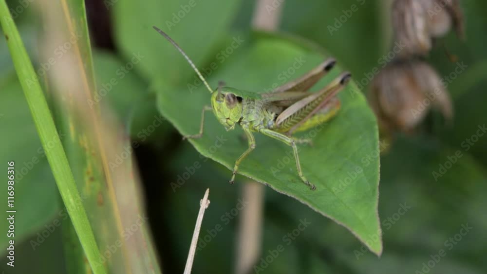 Meadow grasshopper (Chorthippus parallelus) calling song. Male grasshopper (Order Orthoptera) stridulating showing motion of long hind legs against wings, with multiple verses Meadow grasshopper (Chorthippus parallelus) calling song. Male grasshopper (Order Orthoptera) stridulating showing motion of long hind legs against wings, with multiple verses