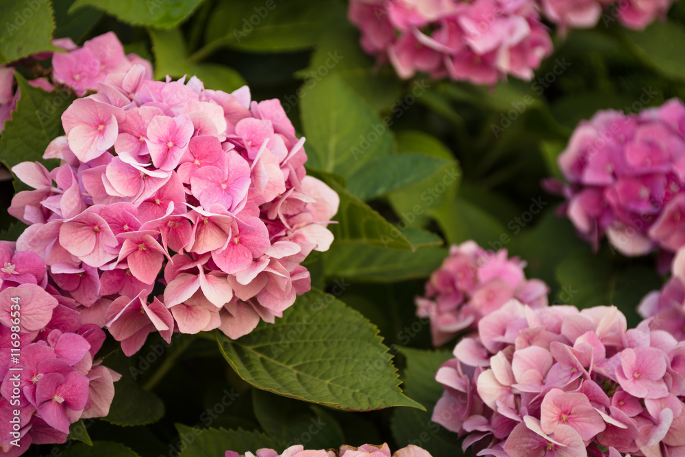 Fototapeta premium Pink blossom hydrangeas in the garden closeup