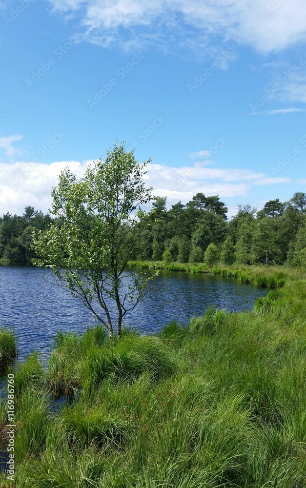 Fototapeta premium Sommer am Moorsee