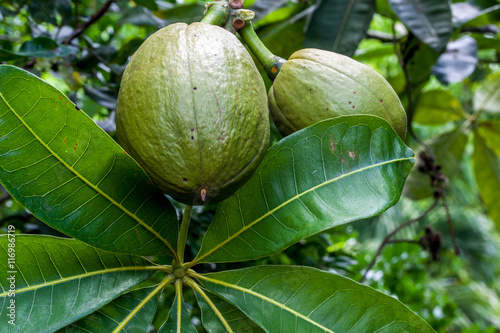 Pistachier de la Réunion
Noisetier de Cayenne ou châtaignier de Java photo