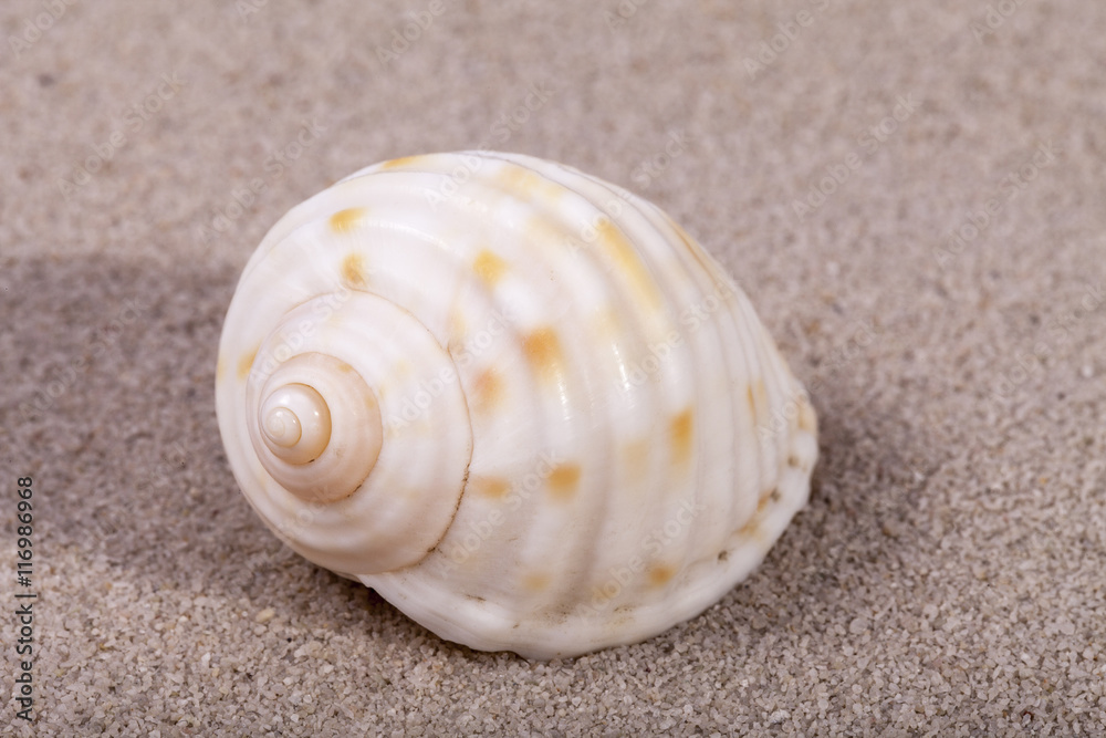 Single sea shell of marine snail lying on the sand, close up. Single sea shell of marine snail lying on the sand, close up.