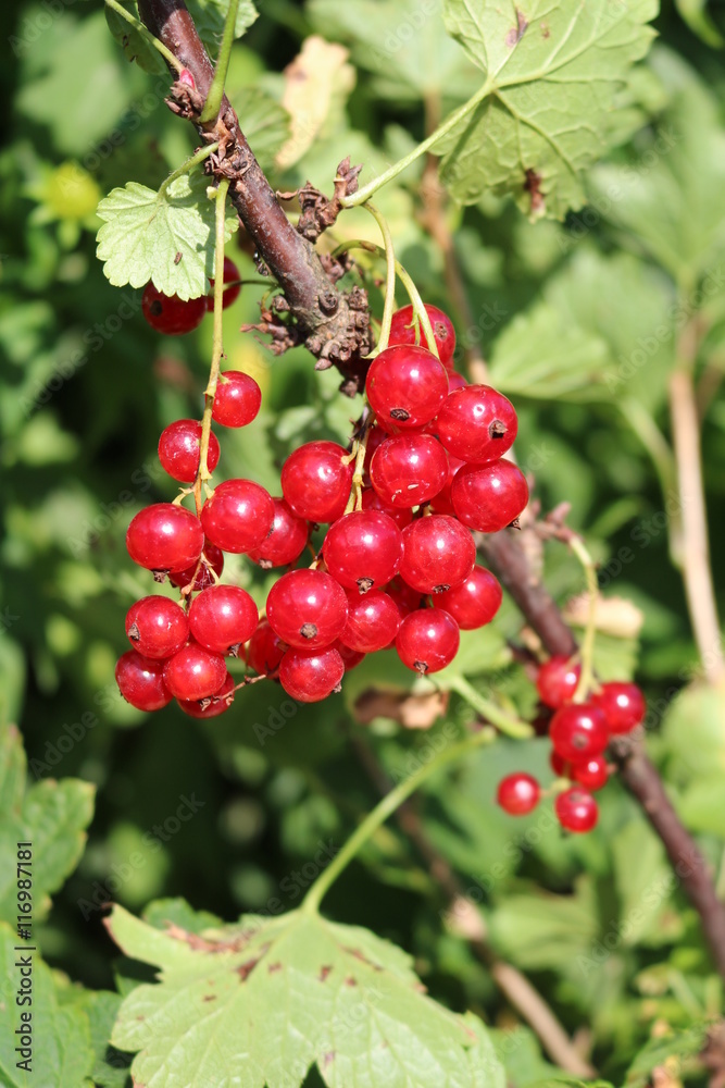 Red Currant, Currant, or common or garden currant (Ribes rubrum) - deciduous shrub with red edible berries