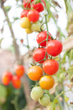 fresh Cherry Tomatoes in the garden ,Plant Tomatoes (selective focus)