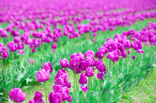 Rows of beautiful purple tulips flowers in a large field