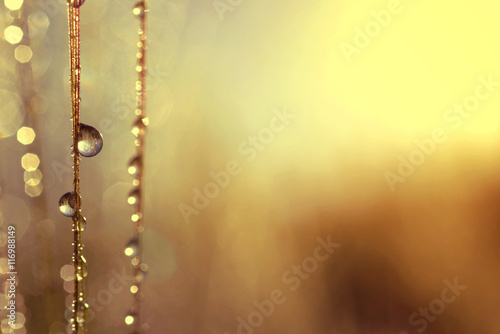 Dew drops on barley ear at sunrise close up. Soft focus. Nature background.