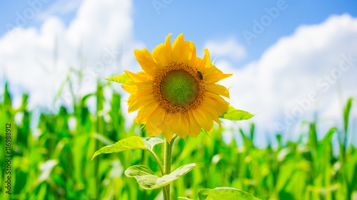 Sonnenblume mit Biene im Sommer