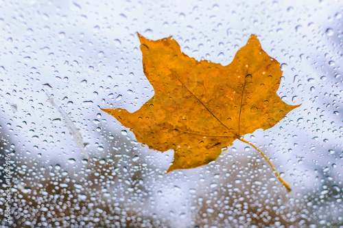 Autumn maple leaf on the glass with drop from rain. Abstract concept autumn