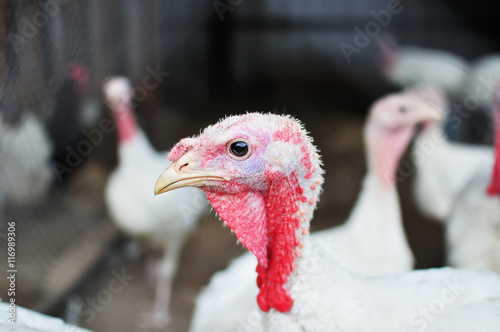 Turkey-cock in farm close up. Blur Group Bird on background