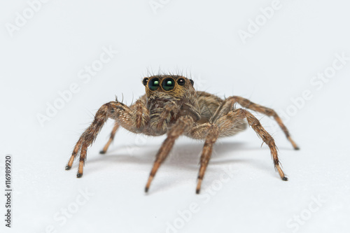 Jumping spider on White background 