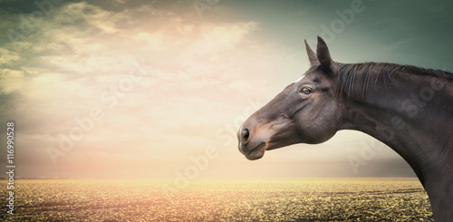 Beautiful horse head on a background of the autumn field and sky at sunset light, banner