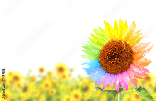 Sunflower with petals, painted in different colors