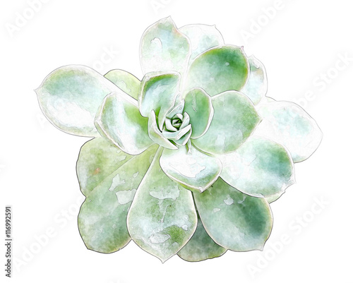 Succulent cactus on white background.