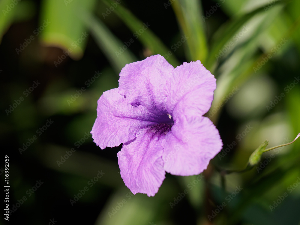 Obraz premium Violet flower