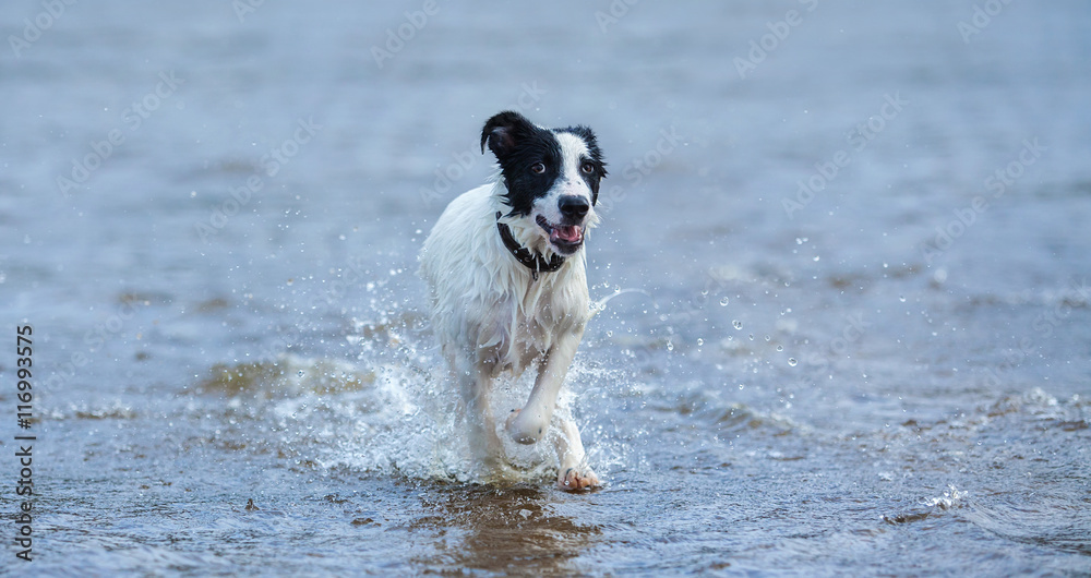 Spotty puppy of mongrel running on water. Spotty puppy of mongrel running on water.