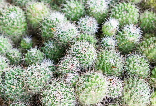 Nature green background or wallpaper: domestic cactus closeup.