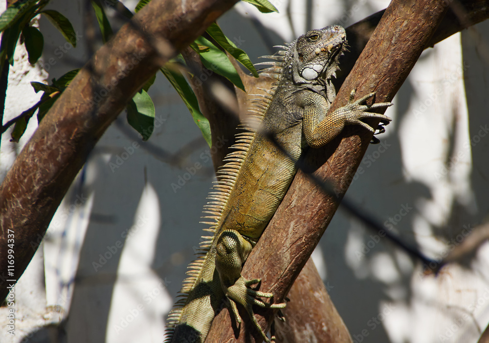 Obraz premium The brown Iguana hiding in a tree while hunting in Ecuador 