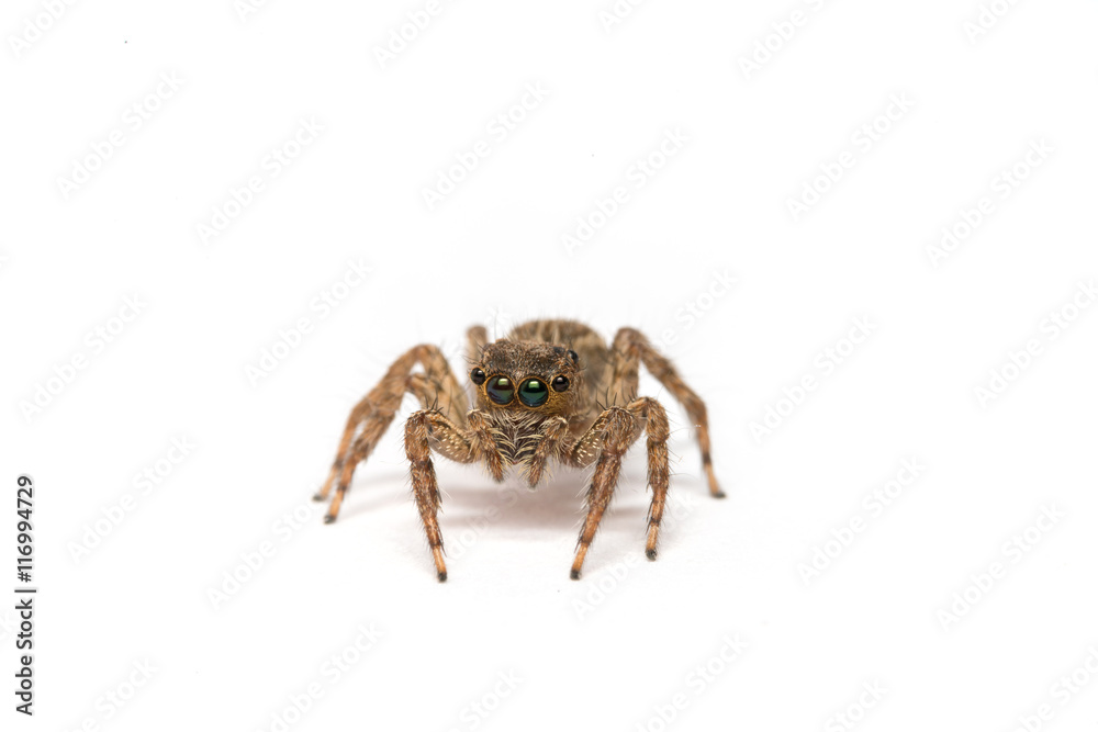 small jumping spider on a white background
small jumping spider on a white background