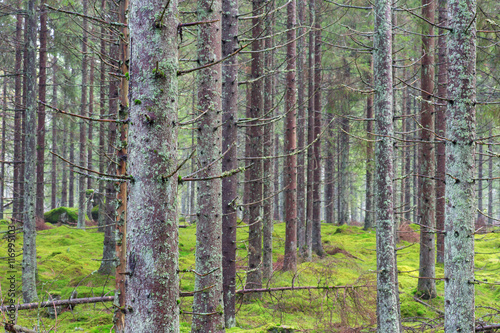 Spruce trunks in the forest