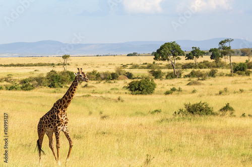 Giraffe walking in savannah landscape