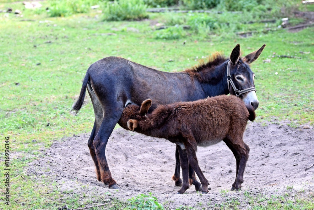 Fototapeta premium Esel mit Jungtier