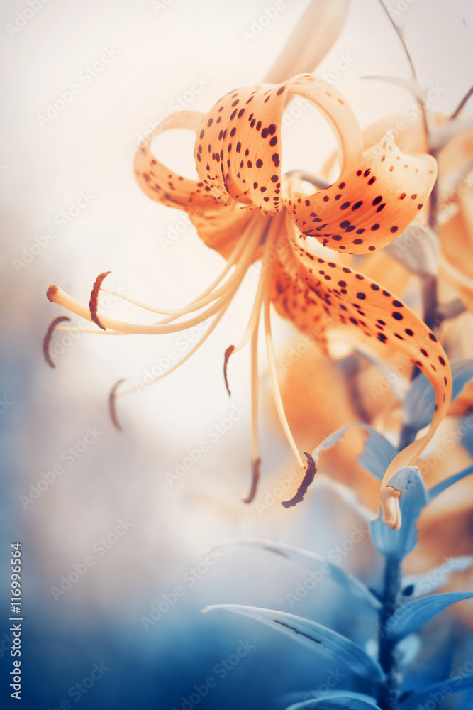 Fototapeta premium Floral background with tiger lily. Color toning applied.