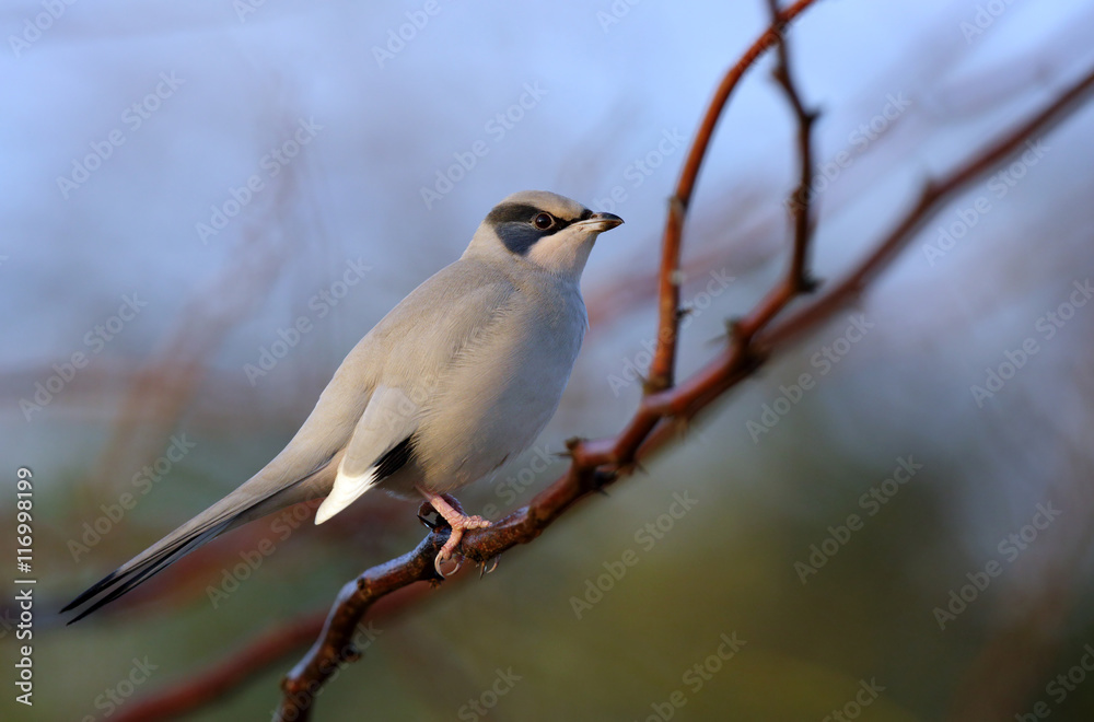 Grey Hypocolius perched on a tree Grey Hypocolius perched on a tree