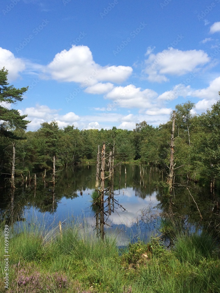 Moorsee im Pietzmoor