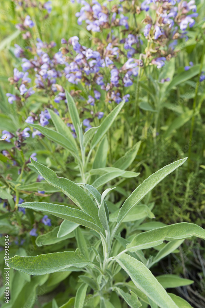 Sage leaves with flowering sage background. Sage leaves with flowering sage background.