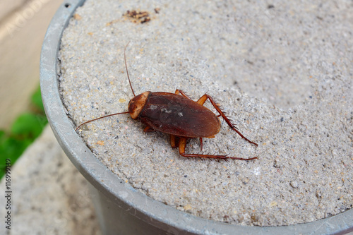 Obraz na plátně Dead Cockroach isolated on floor