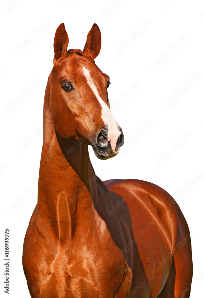 Fototapeta premium Chestnut horse isolated on white