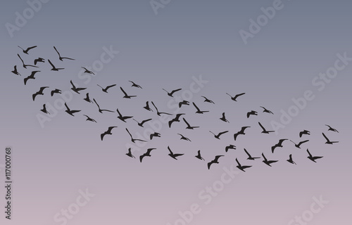 Flock of geese flying in summer