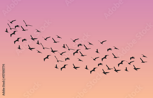 many birds flying in the sky, nature series