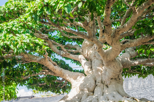 Banyan or ficus bonsai tree.