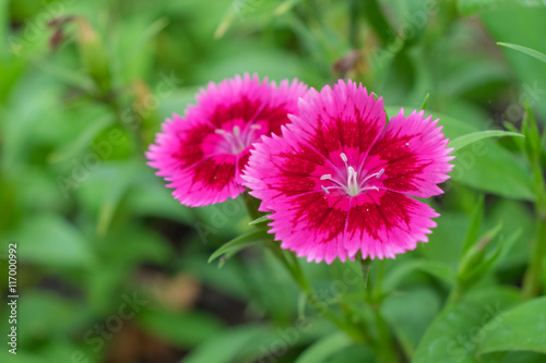 Beautiful pink flowers.