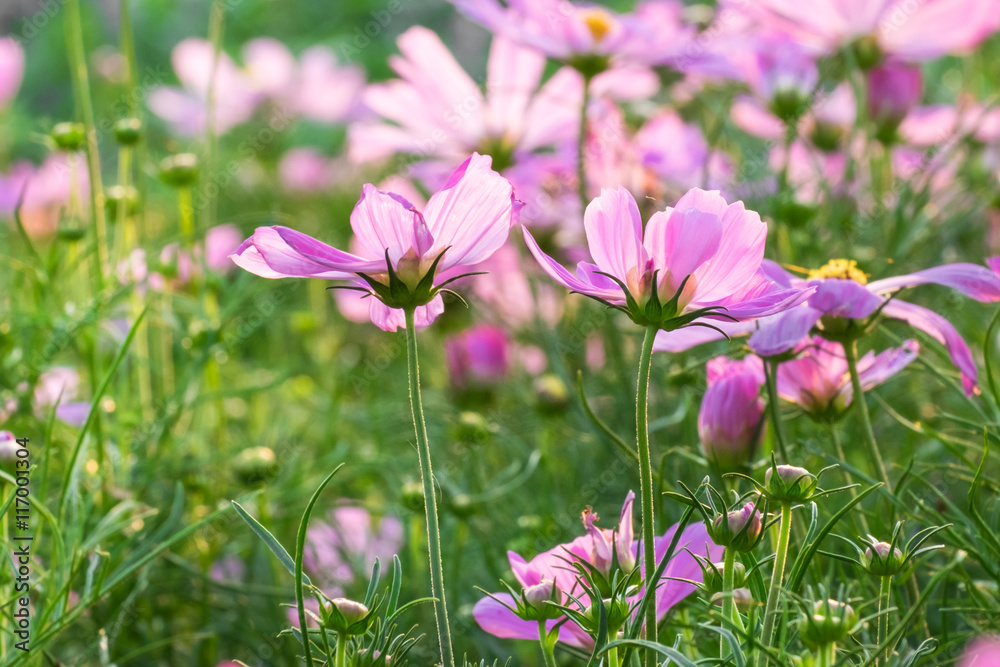 Beautiful pink flowers. Beautiful pink flowers.