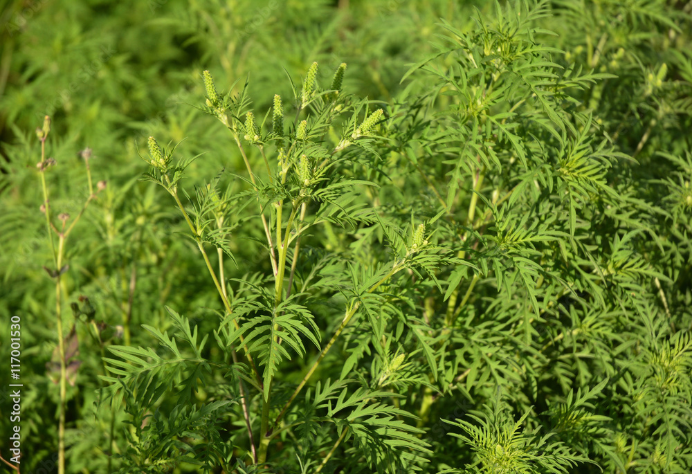 Ambrosia artemisiifolia causing allergy. 