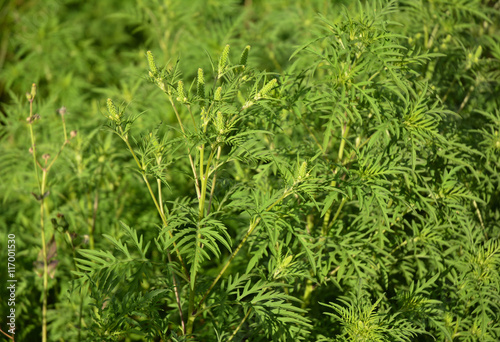 Ambrosia artemisiifolia causing allergy. 