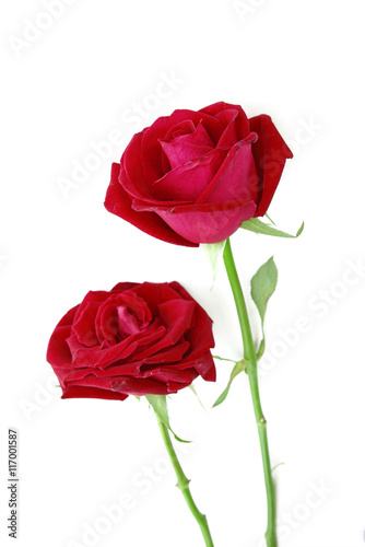 Bunch of red roses isolated on white