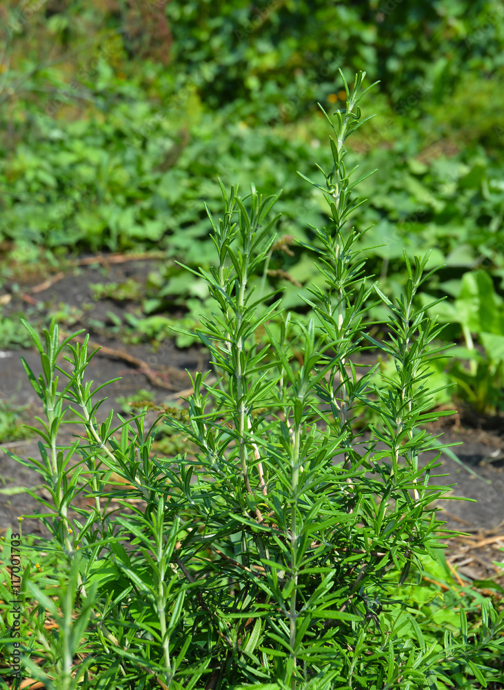Fresh Rosemary Herb grow outdoor. Rosemary leaves Close-up. Fresh Rosemary Herb grow outdoor. Rosemary leaves Close-up.