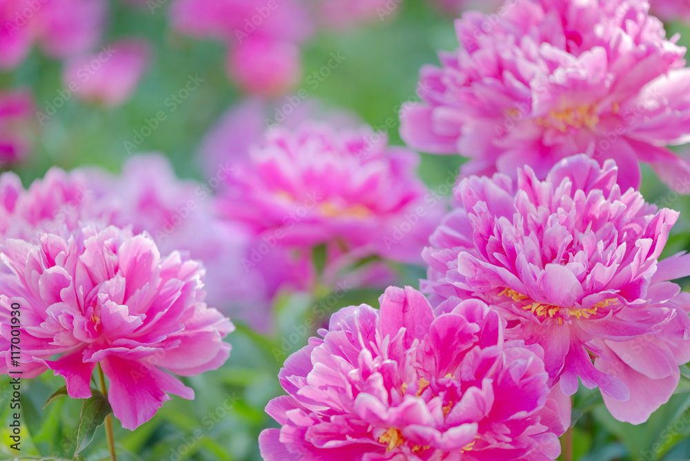 Pink peonies outdoors Pink peonies outdoors