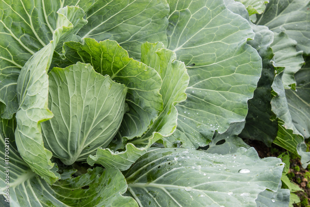 Freshly harvested cabbage Freshly harvested cabbage