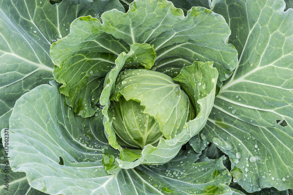 Freshly harvested cabbage Freshly harvested cabbage