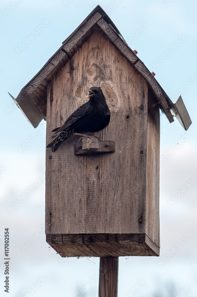 Birdhouse with its inhabitant starling
