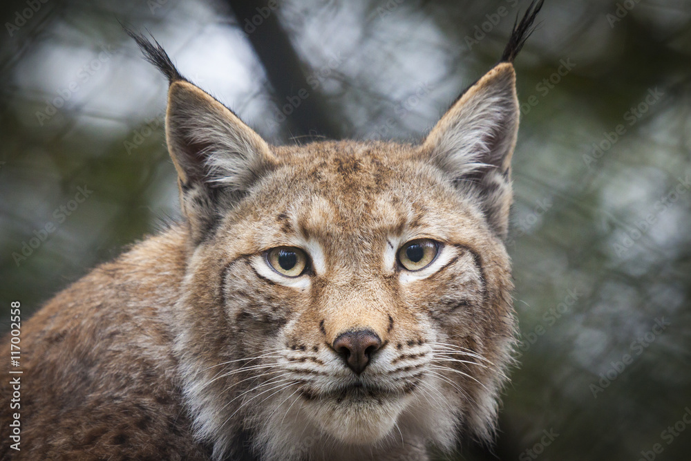 Luchs Luchs