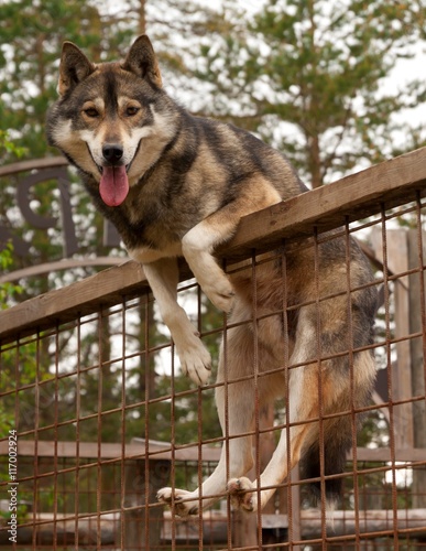 Husky farm. Dog sitting on the fence. Finland