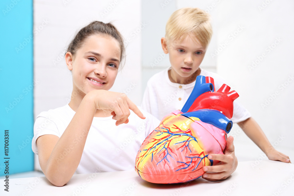 Budowa serca. Dzieci oglądają model ludzkiego serca - obrazy, fototapety, plakaty 