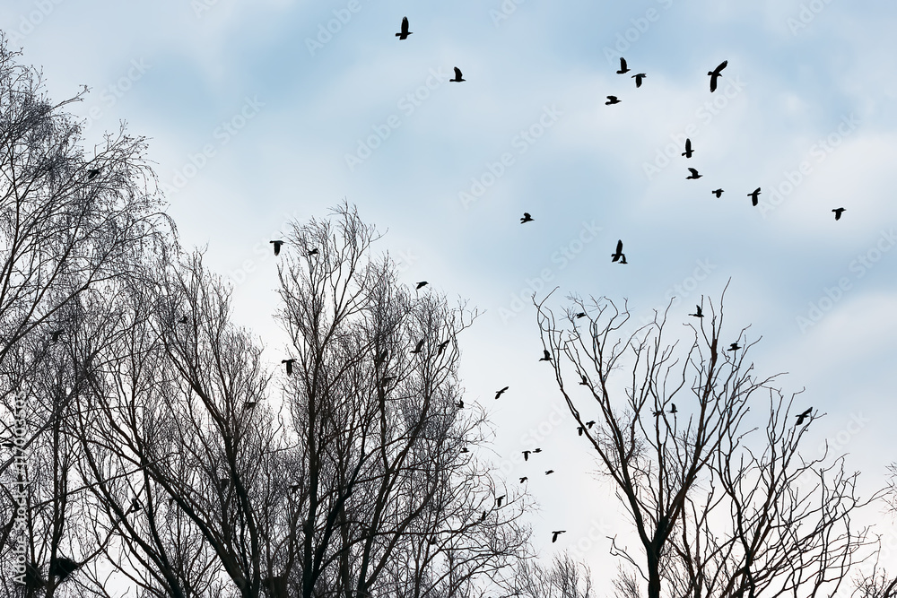 Ravens and crows among the bare trees