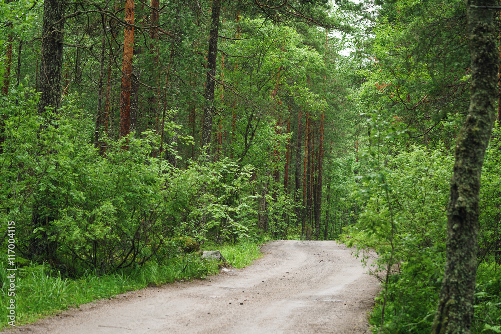 wet green summer forest of karelia wet green summer forest of karelia