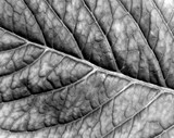 Abstract black and white  leaf texture.